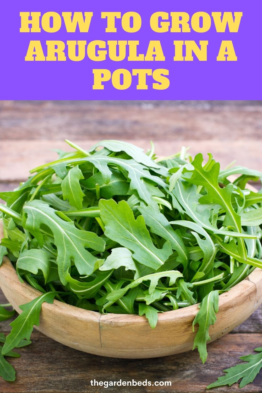 How To Grow Arugula In a Pots