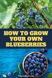 How To Grow Your Own Blueberries - Garden Beds