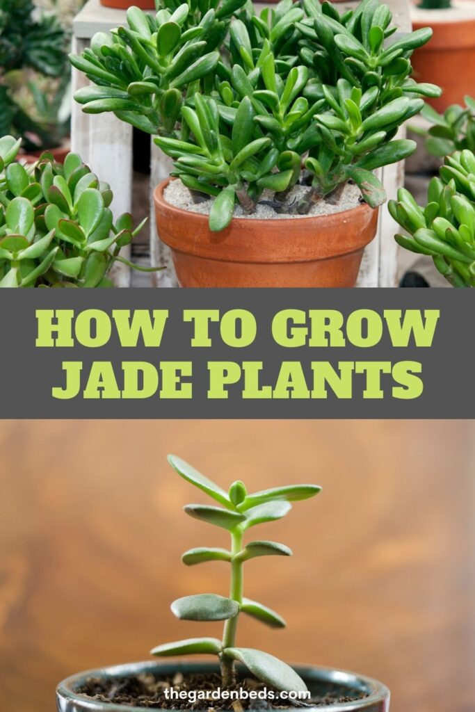 How to Grow Jade Plants - Garden Beds