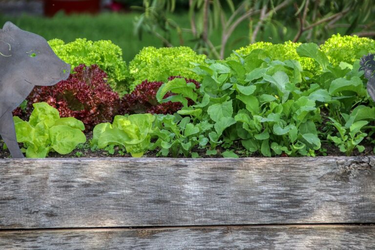 10 Best Vegetables for Raised Beds - Garden Beds