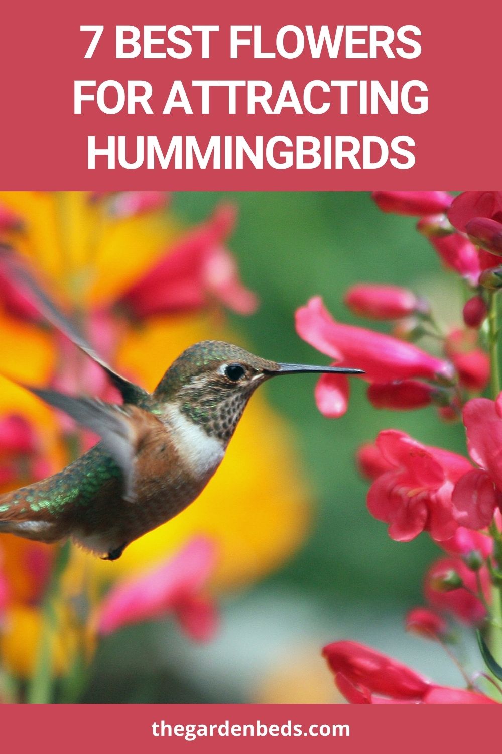 7 Best Flowers for Attracting Hummingbirds
