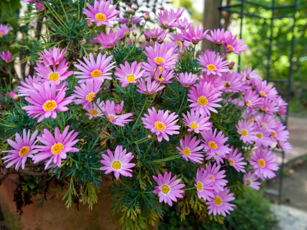 5 Tips for Growing Asters in Containers - Garden Beds