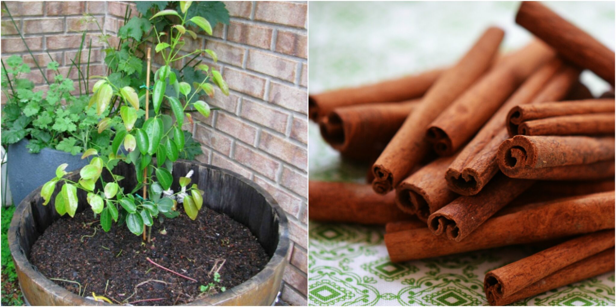 How To Grow Your Own Aromatic Cinnamon Tree Garden Beds