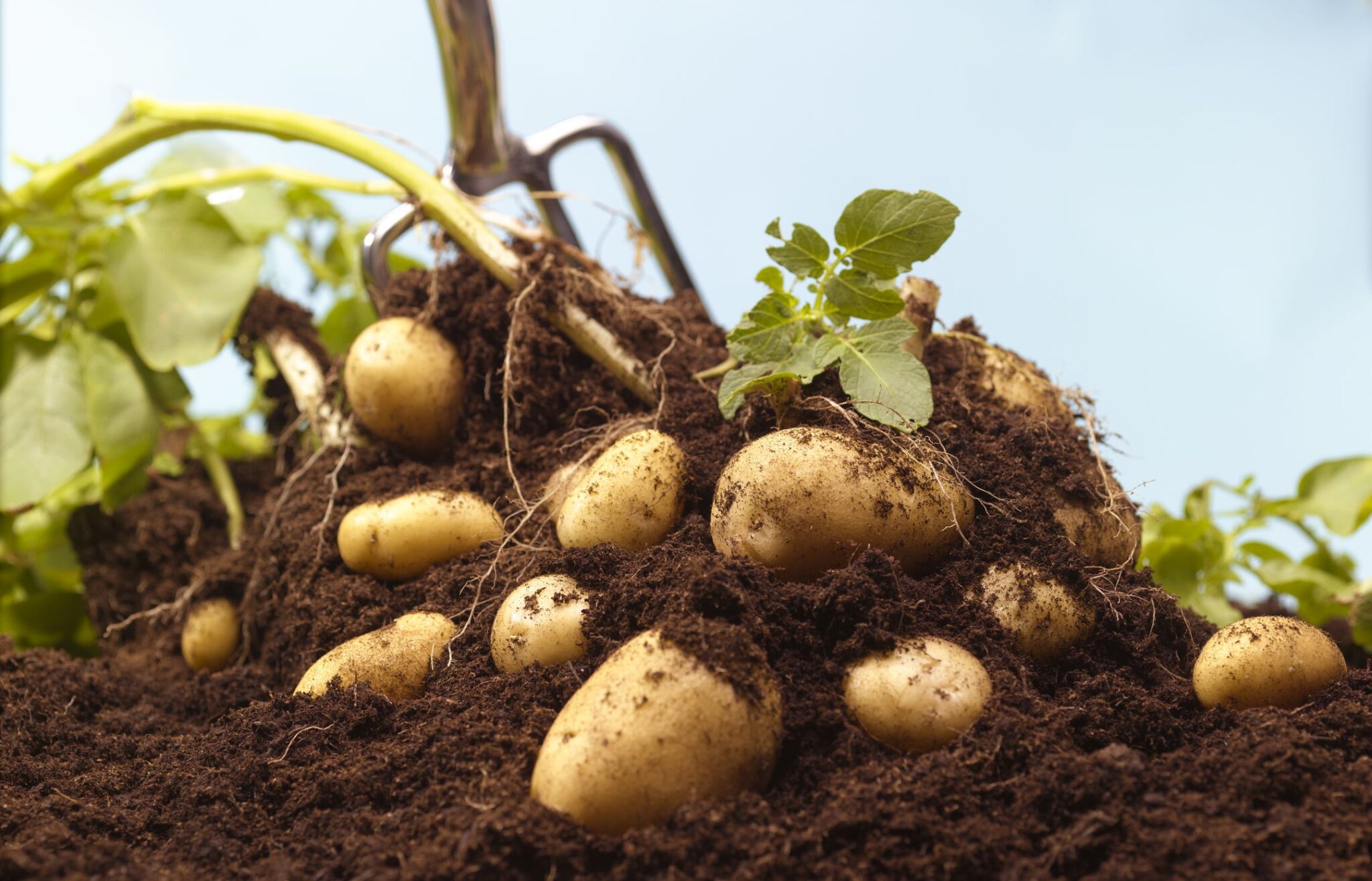 6 Best Hot Weather Vegetables To Grow In Your Garden Garden Beds