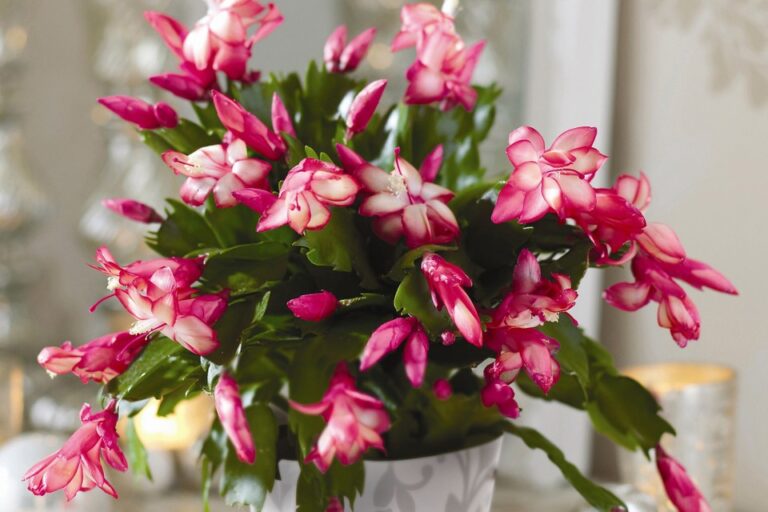 Best Caring Tips for Christmas Cactus - Garden Beds