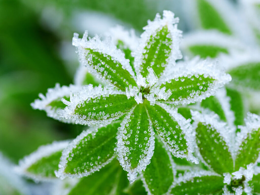 How To Protect Plants From Freezing Garden Beds