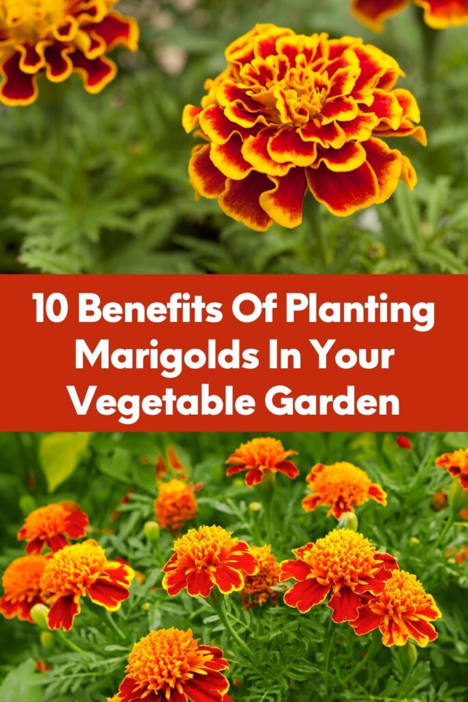 10 Benefits Of Planting Marigolds In Your Vegetable Garden