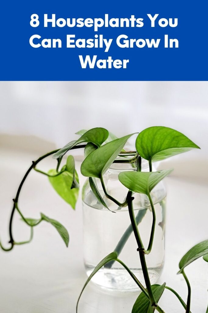 8 Houseplants You Can Easily Grow In Water