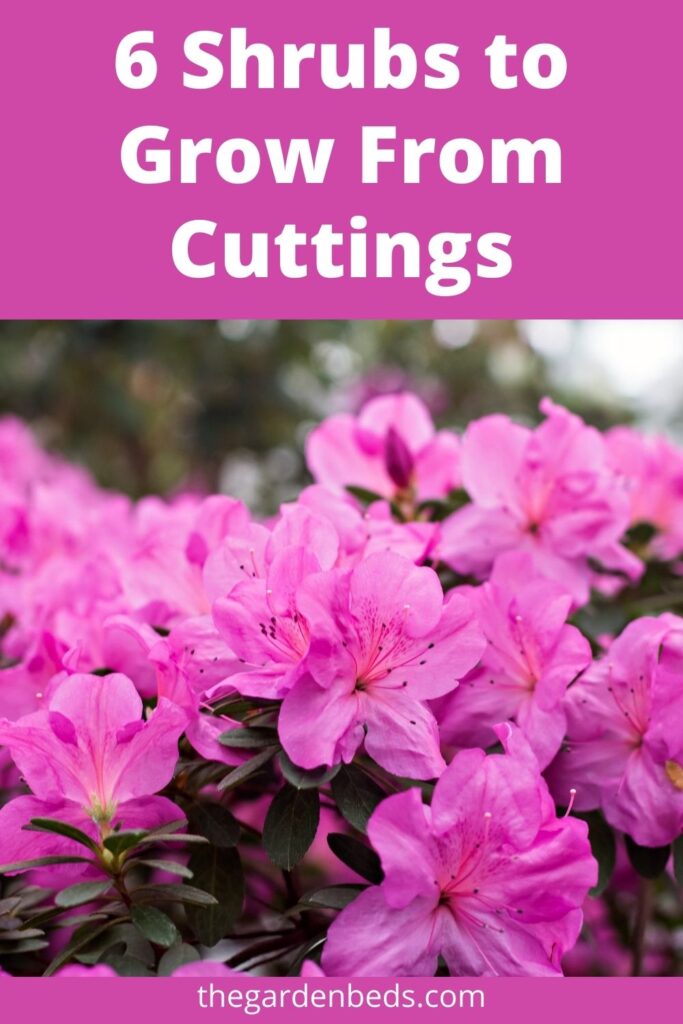 6 Shrubs to Grow from Cuttings