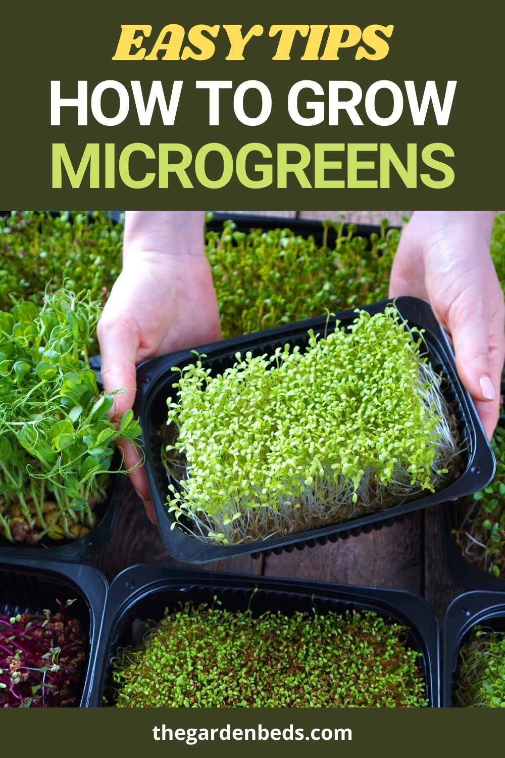 Easy Tip How to Grow Microgreens