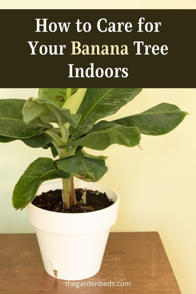 How to Care for Your Banana Tree Indoors