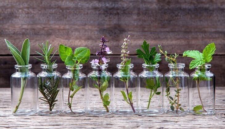 herbs you can grow in water