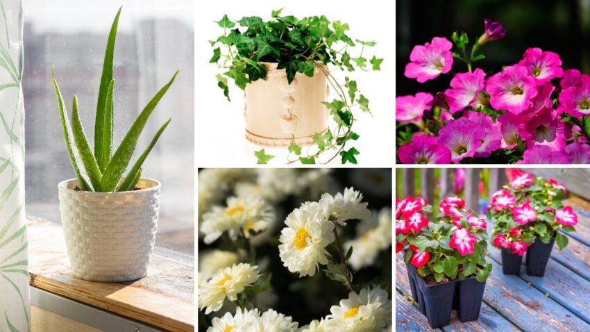 Here are 5 plants that will grow on your balcony and add some life