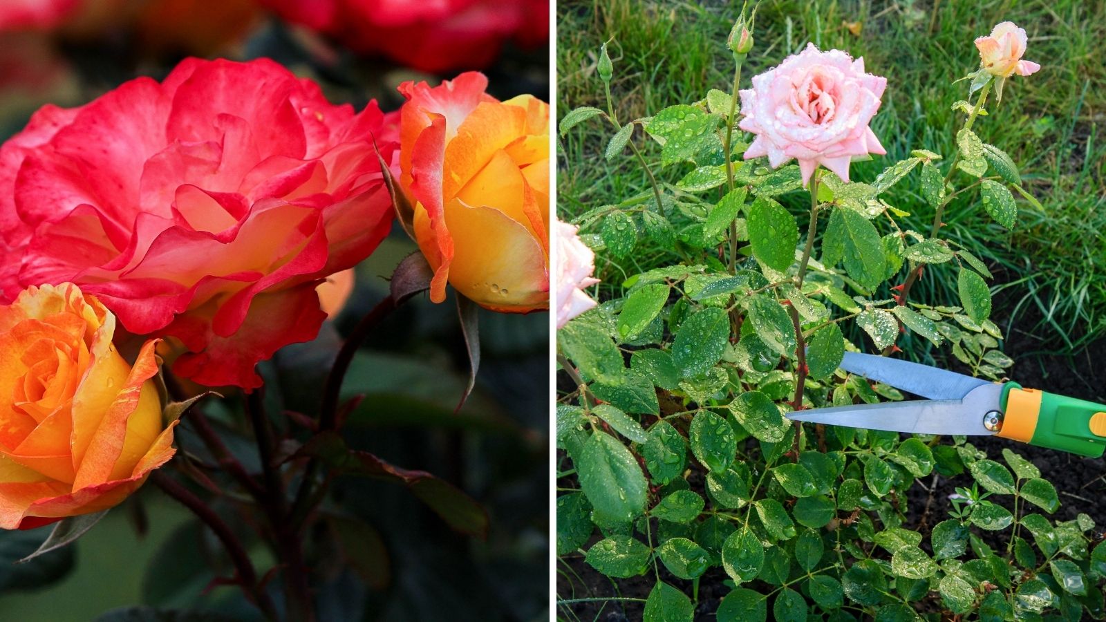 A Guide to Prune Rose Bushes: How and When to do it - Garden Beds