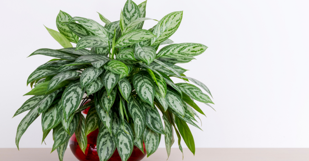 how to grow chinese evergreen
