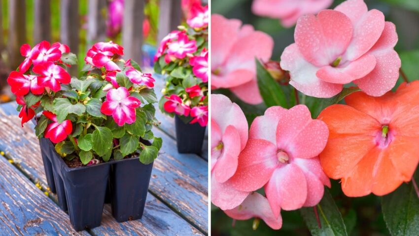How To Care For Impatiens: From Planting to Pruning - Garden Beds