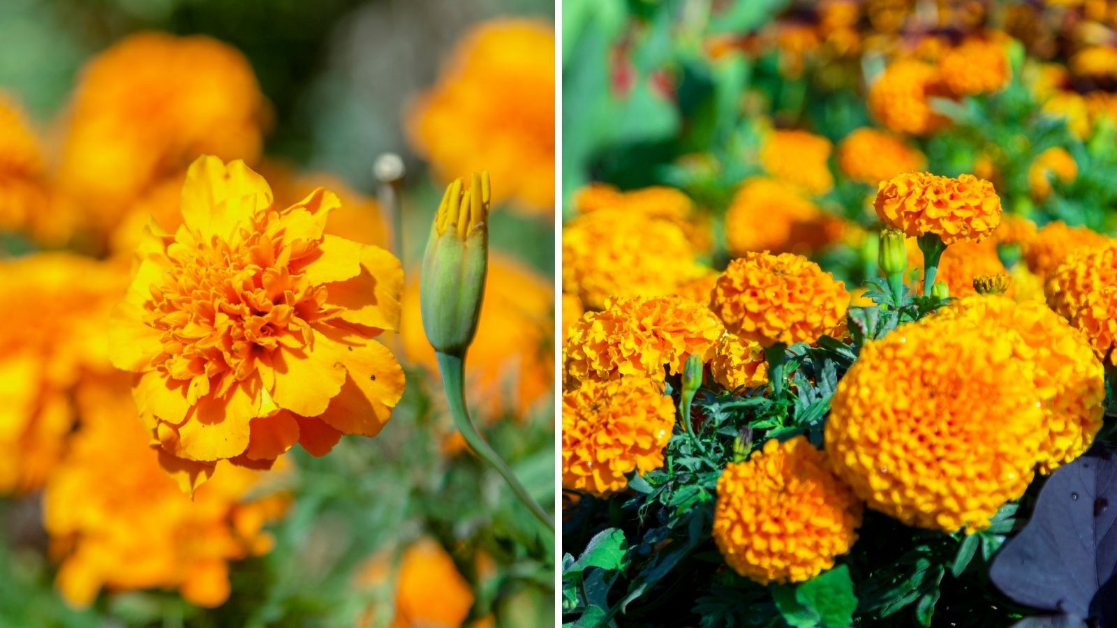 How To Grow Marigolds The Easiest Way to Attract Butterflies Garden Beds