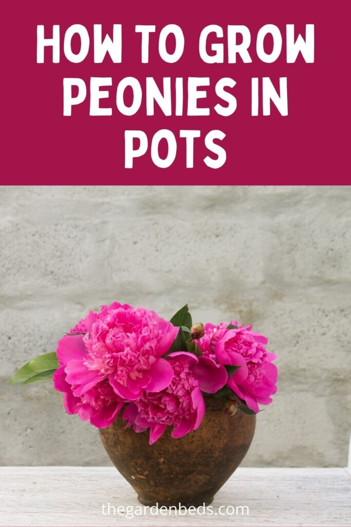 How To Grow Peonies In Pots