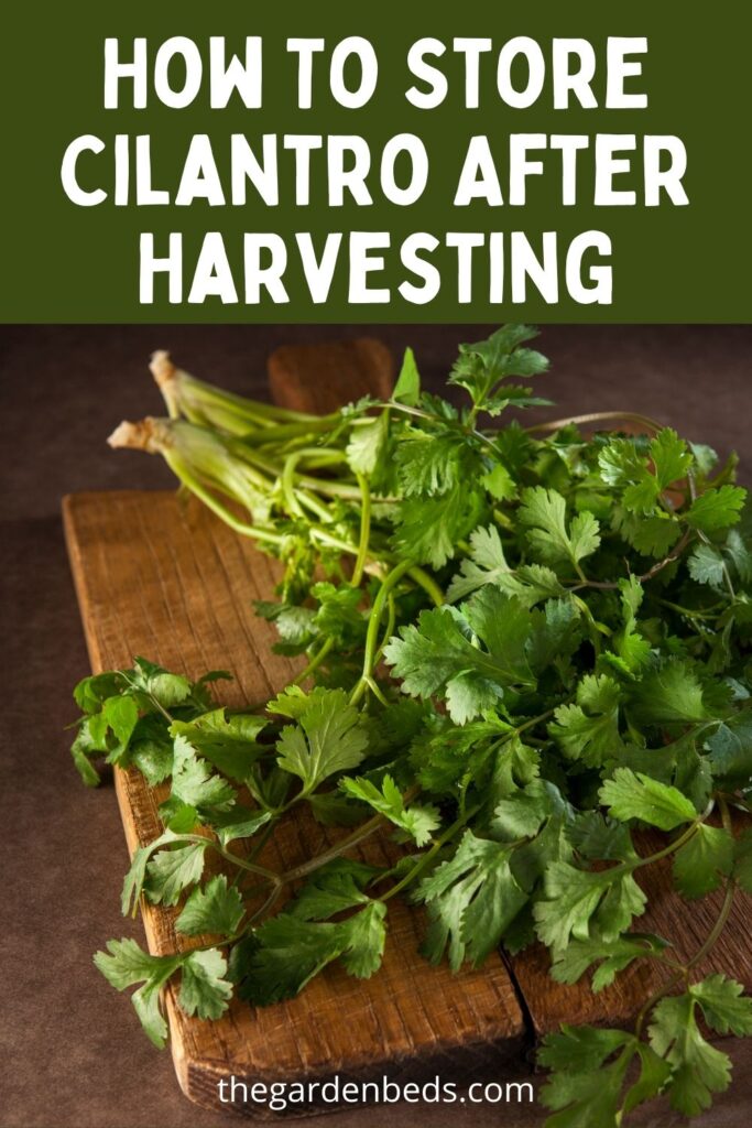 How To Store Cilantro After Harvesting