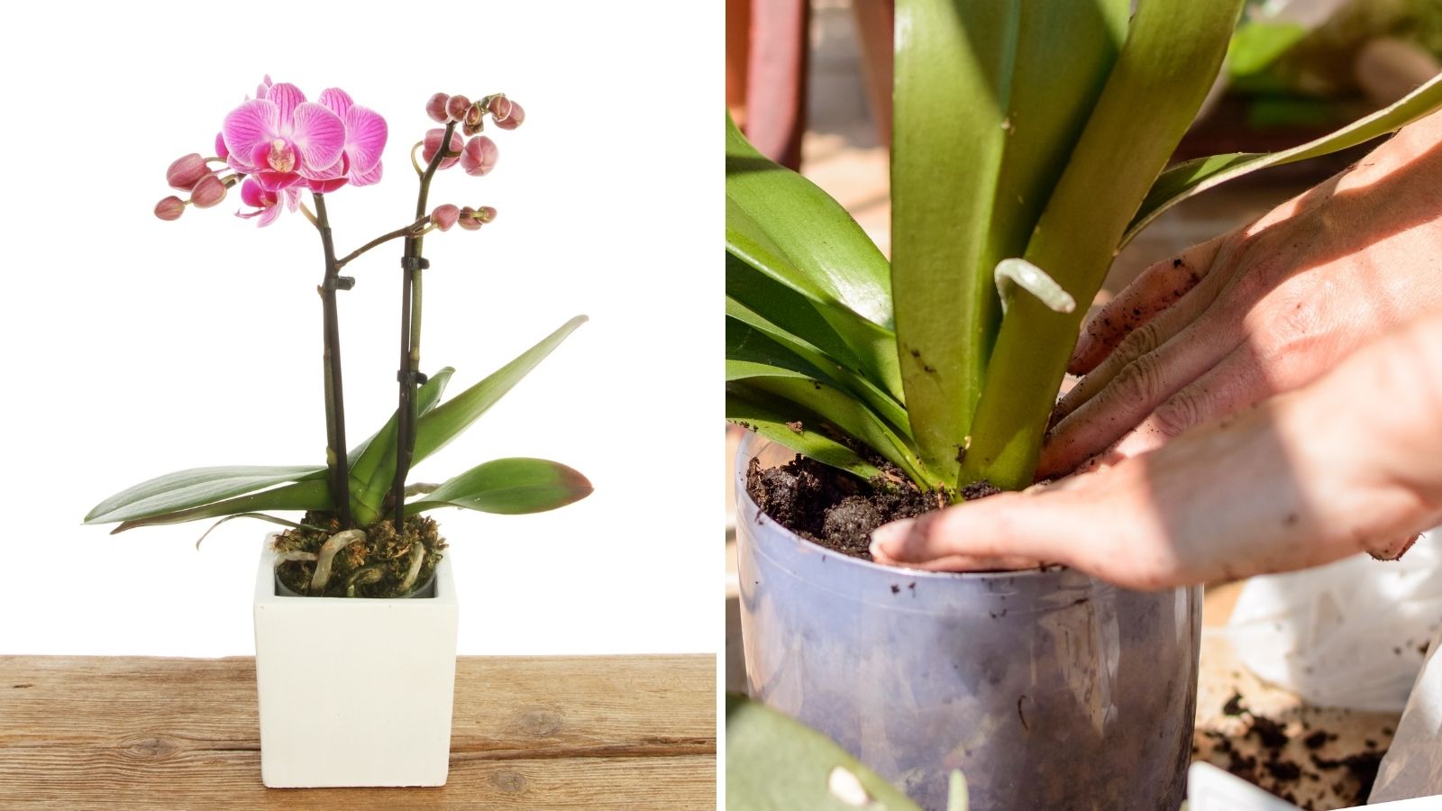 How To Propagate An Orchid Plant Garden Beds