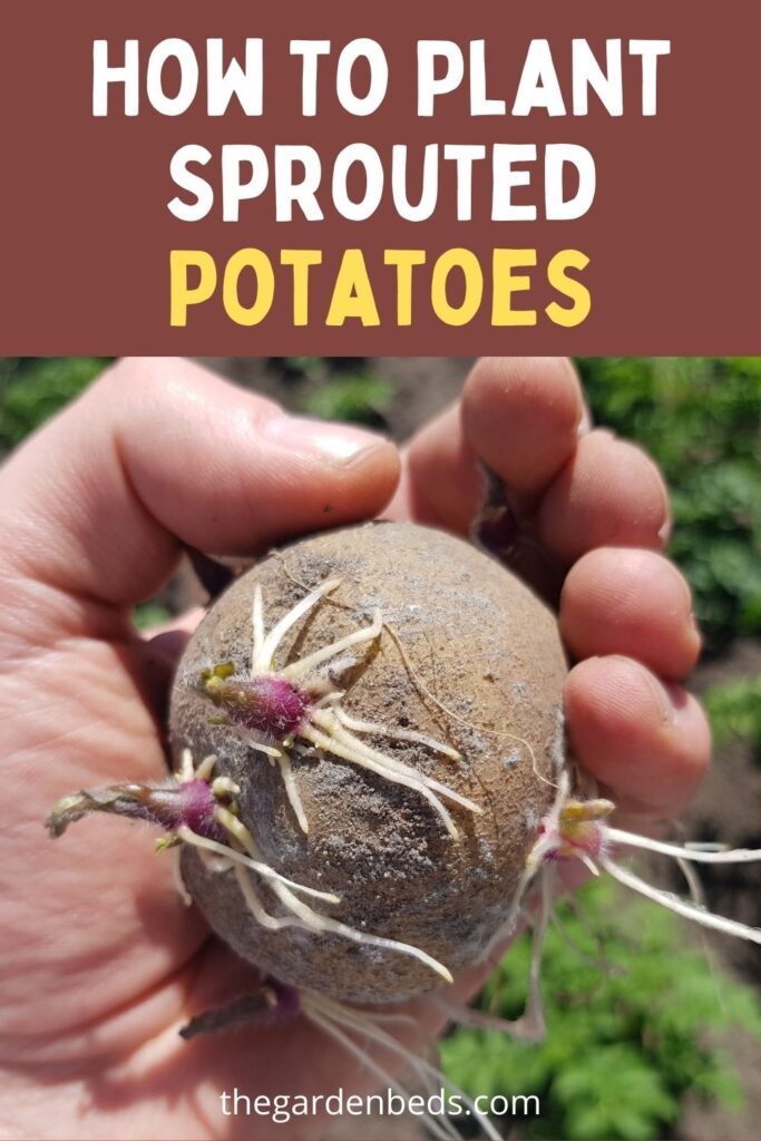 How To Plant Potato Sprouts