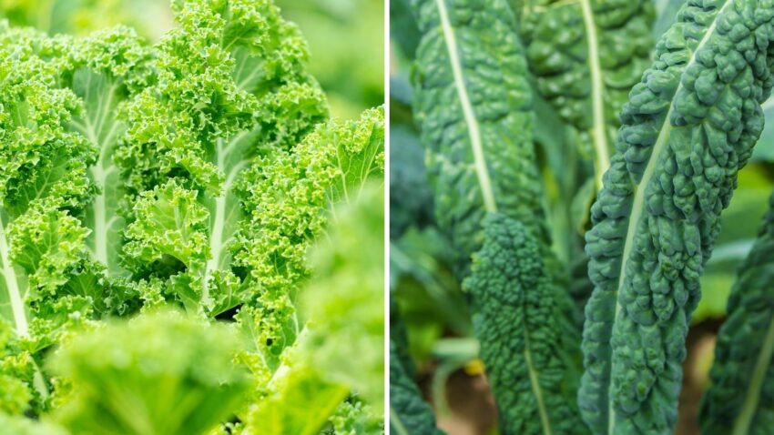 grow kale from seeds