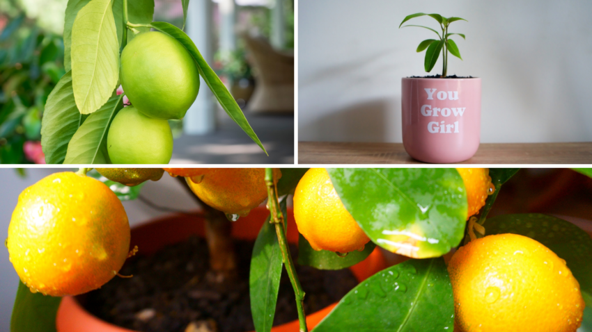 exotic fruits you can grow indoors