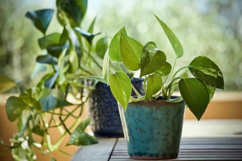 How Often Should You Water a Pothos