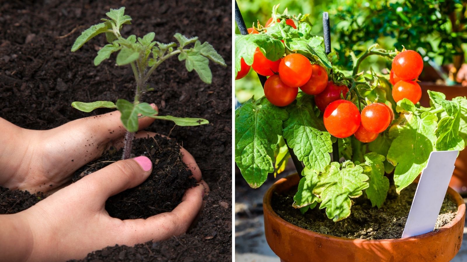 5 Tips For Growing Tomatoes Garden Beds   5 Tips For Growing Tomatoes 