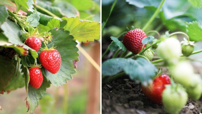 Tips for a Successful Strawberry Crop - Garden Beds