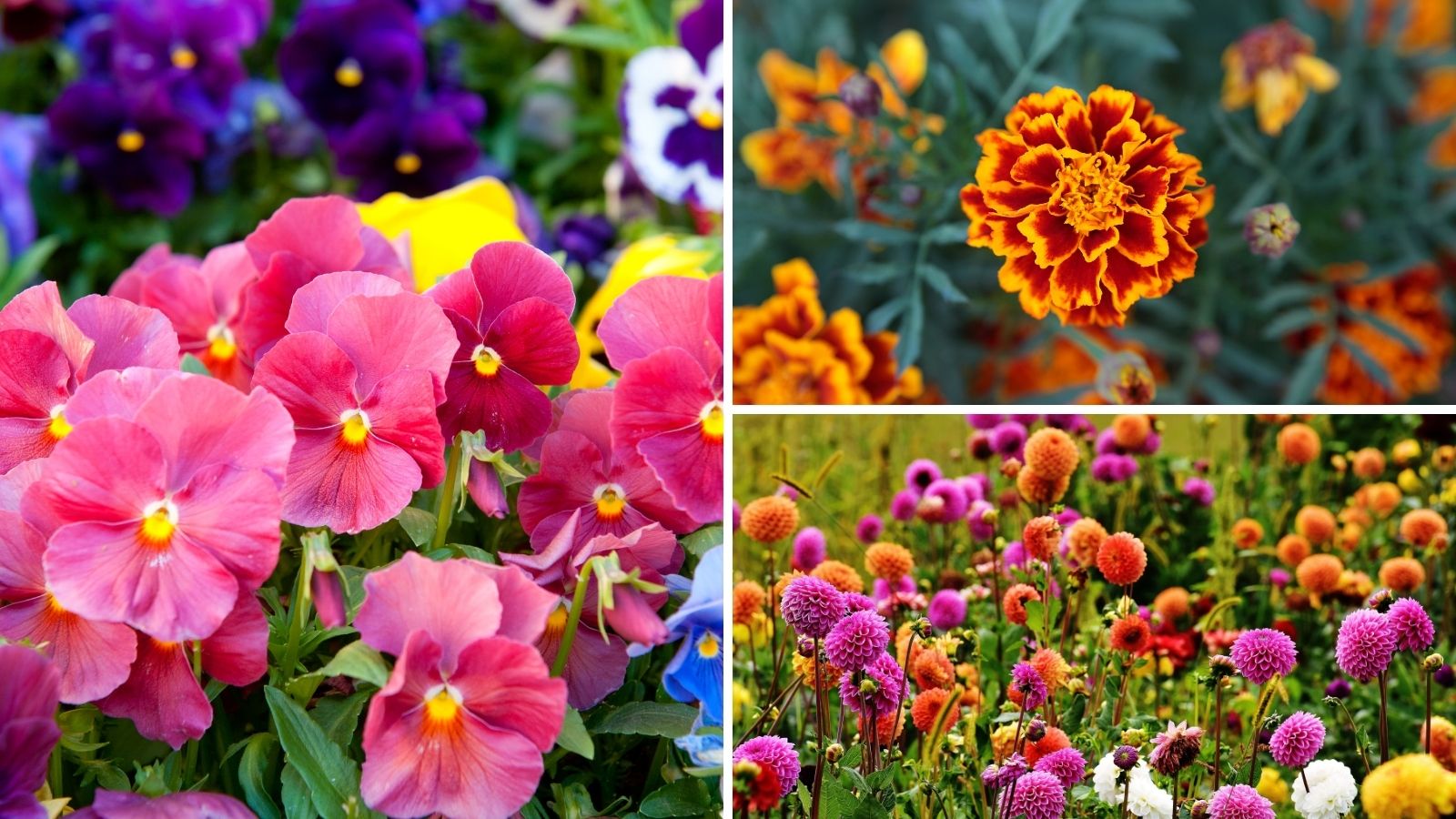 10 Stunning Plants You Should Grow This Summer Garden Beds