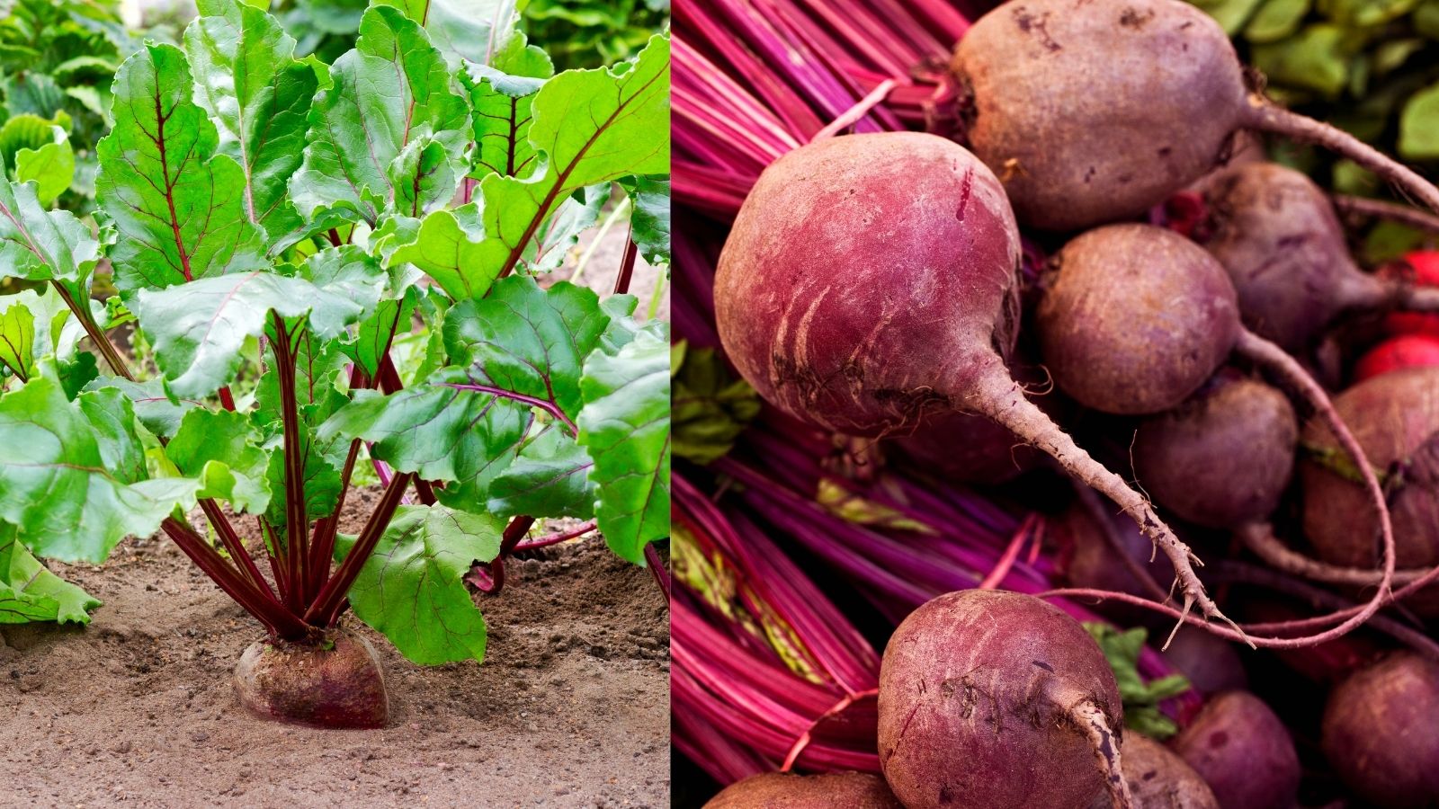 How to Grow Beets Fast and Easy Garden Beds