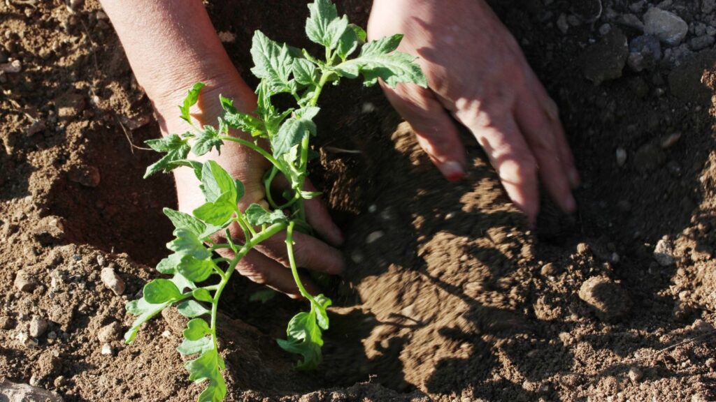 How to Start Your Tomato Garden - Garden Beds