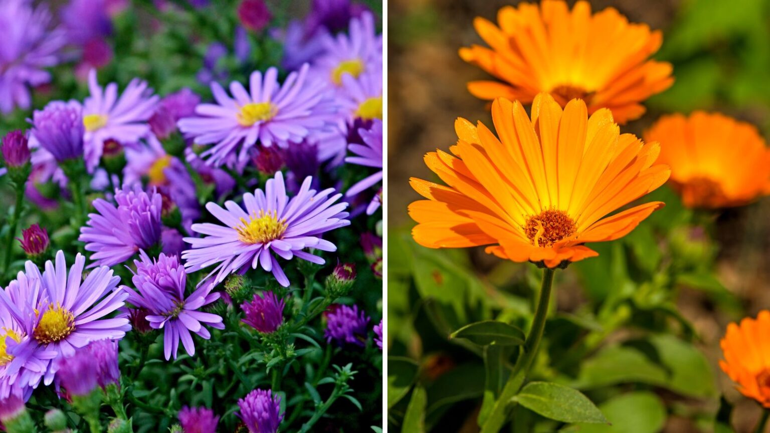 13 Plants That Can Grow in Poor Soil Conditions Garden Beds