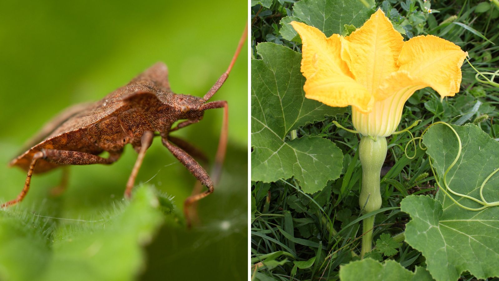 How To Defend Yourself Against Squash Bugs 
