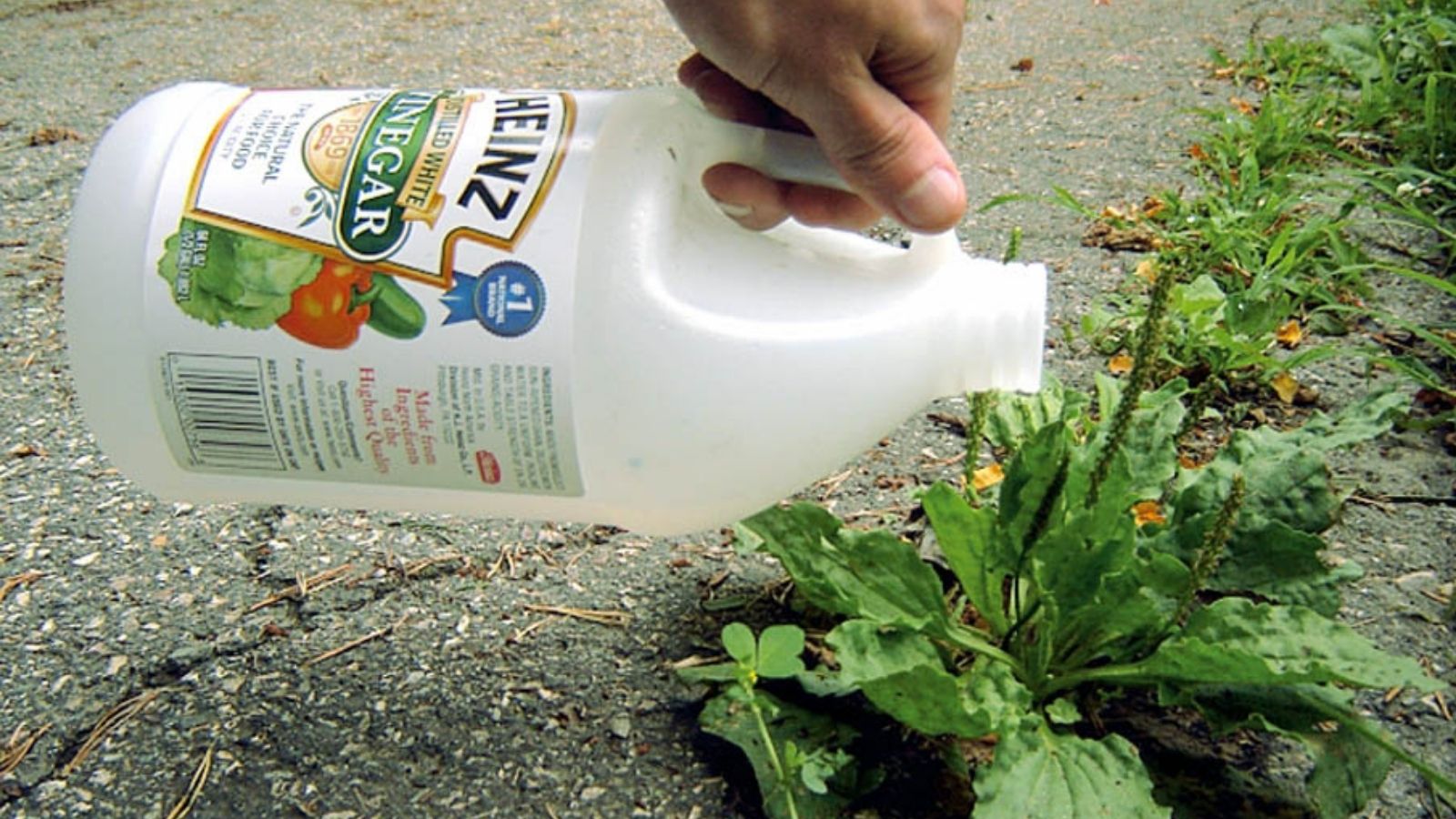 White Vinegar Makes A Magical Garden Friend Here Are 6 Cool Uses In
