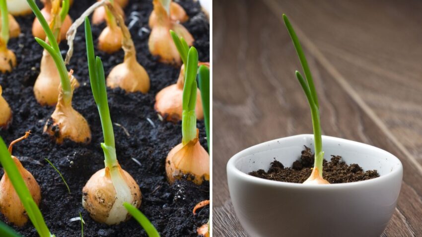 Why You Should Grow Onions: 10 Reasons