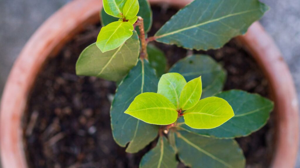 Things You Probably Didn T Know About Bay Laurel Garden Beds