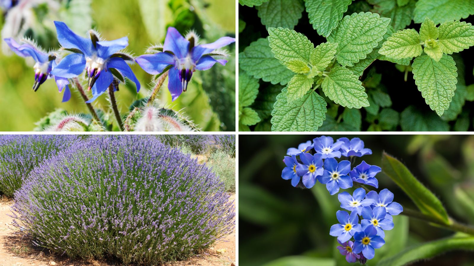 6 Best Flowers That Thrive In Poor Soil Garden Beds