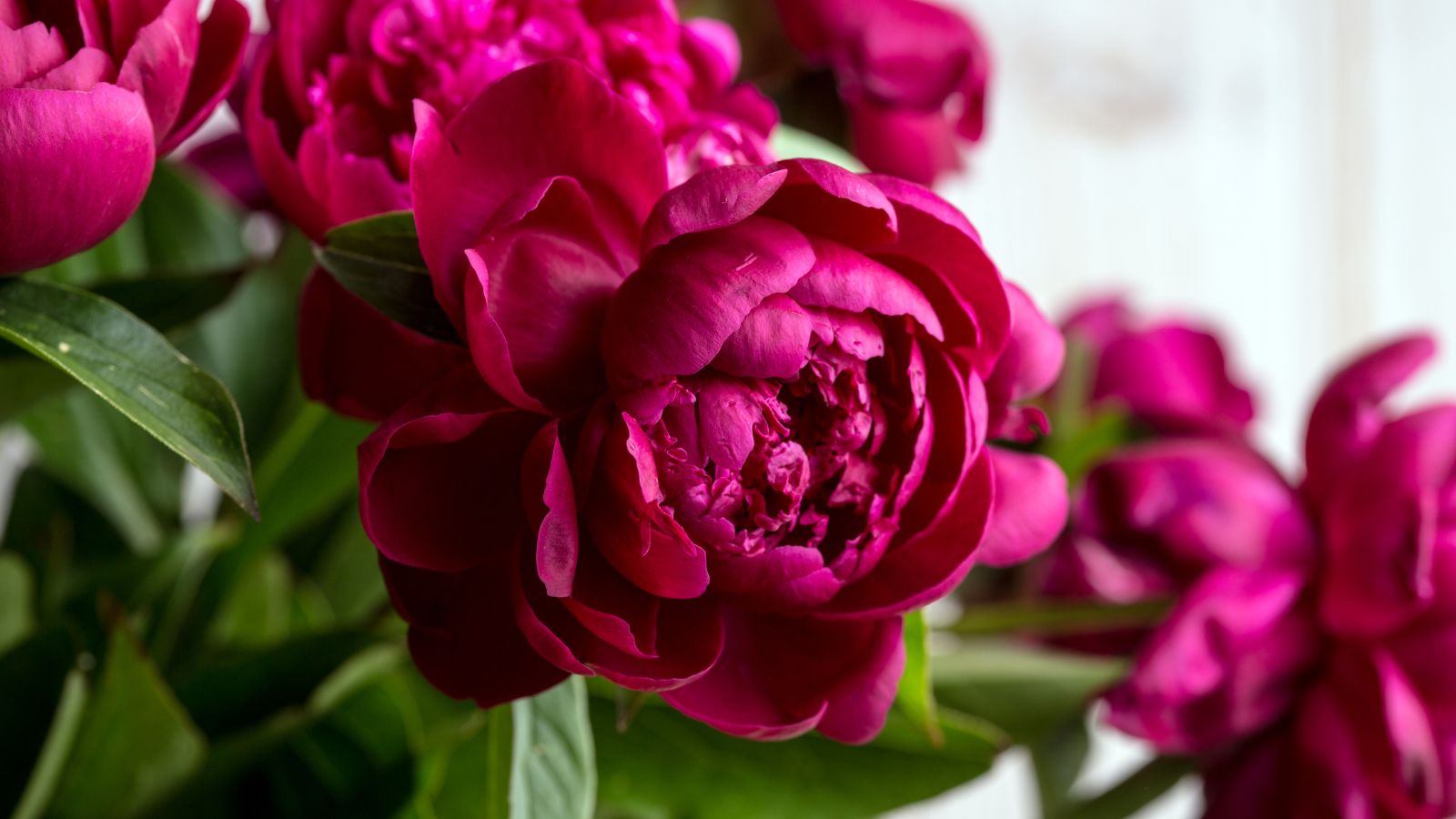 How To Grow Peonies In Pots An Easy And Beautiful Way To Have A