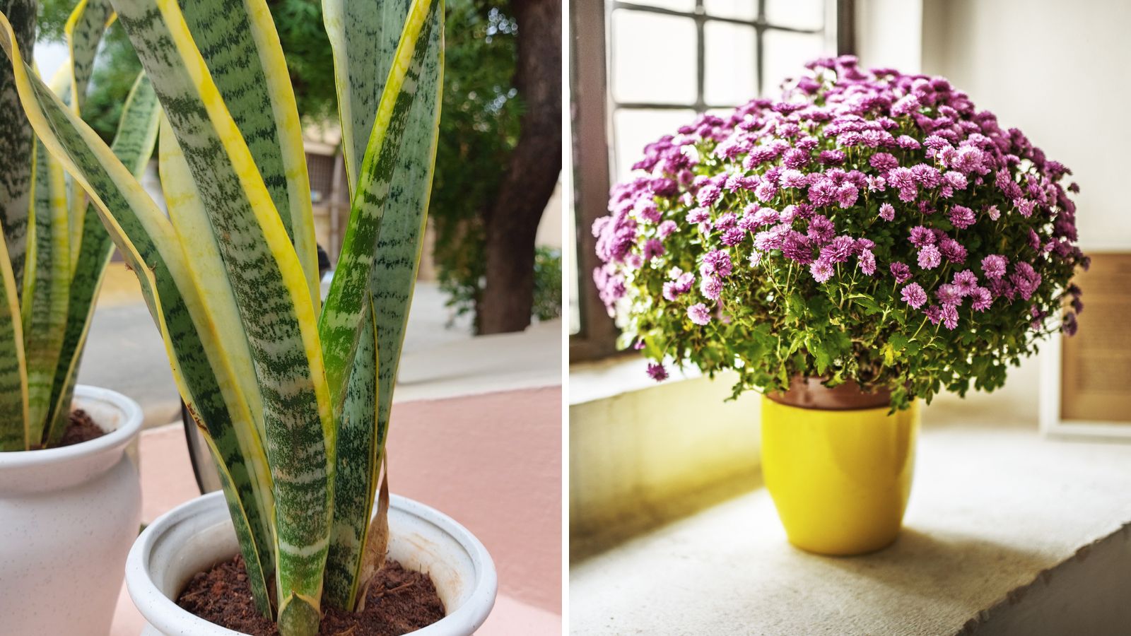 8 Best Indoor Plants That Release Oxygen At Night 