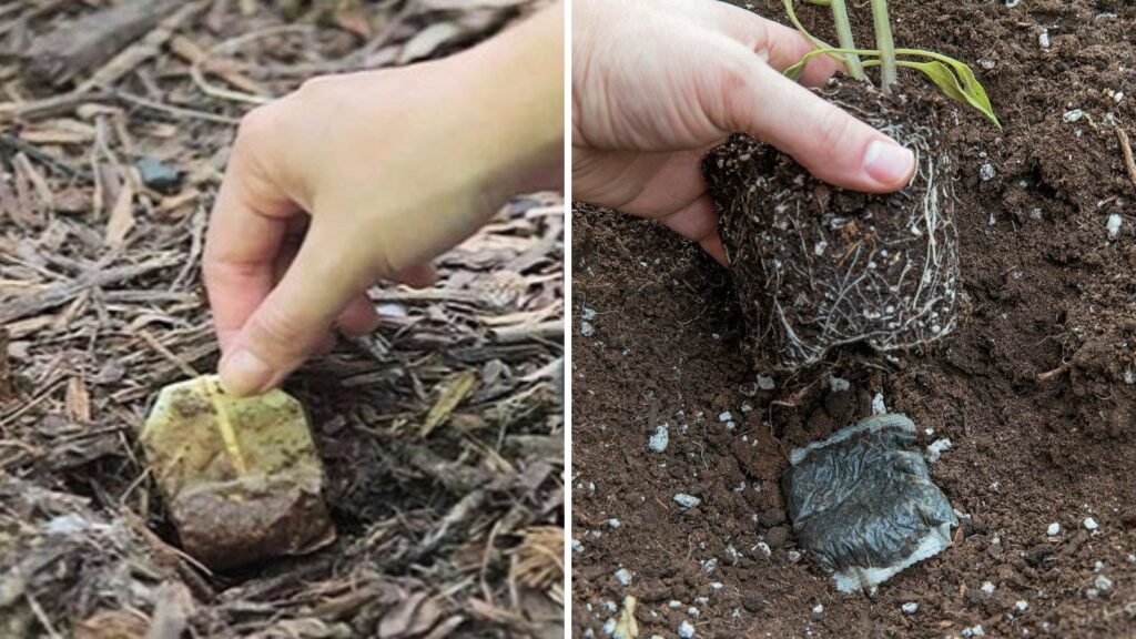 Don’t Throw Away your Tea Bags. Here are 9 Reasons why you Should Plant