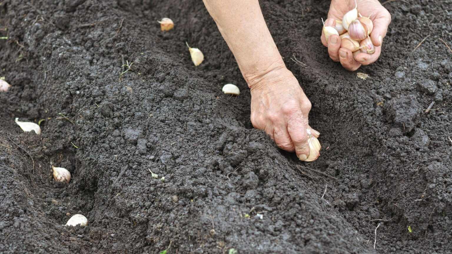 How To Plant Garlic This Fall Garden Beds