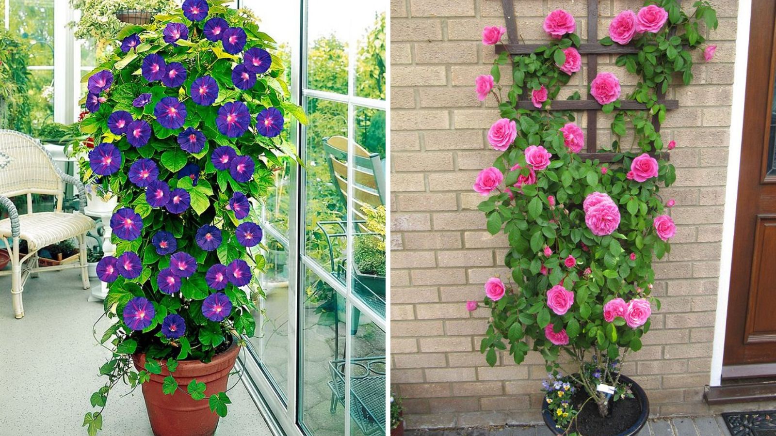 The Best 10 Climbing Plants For Containers - Garden Beds