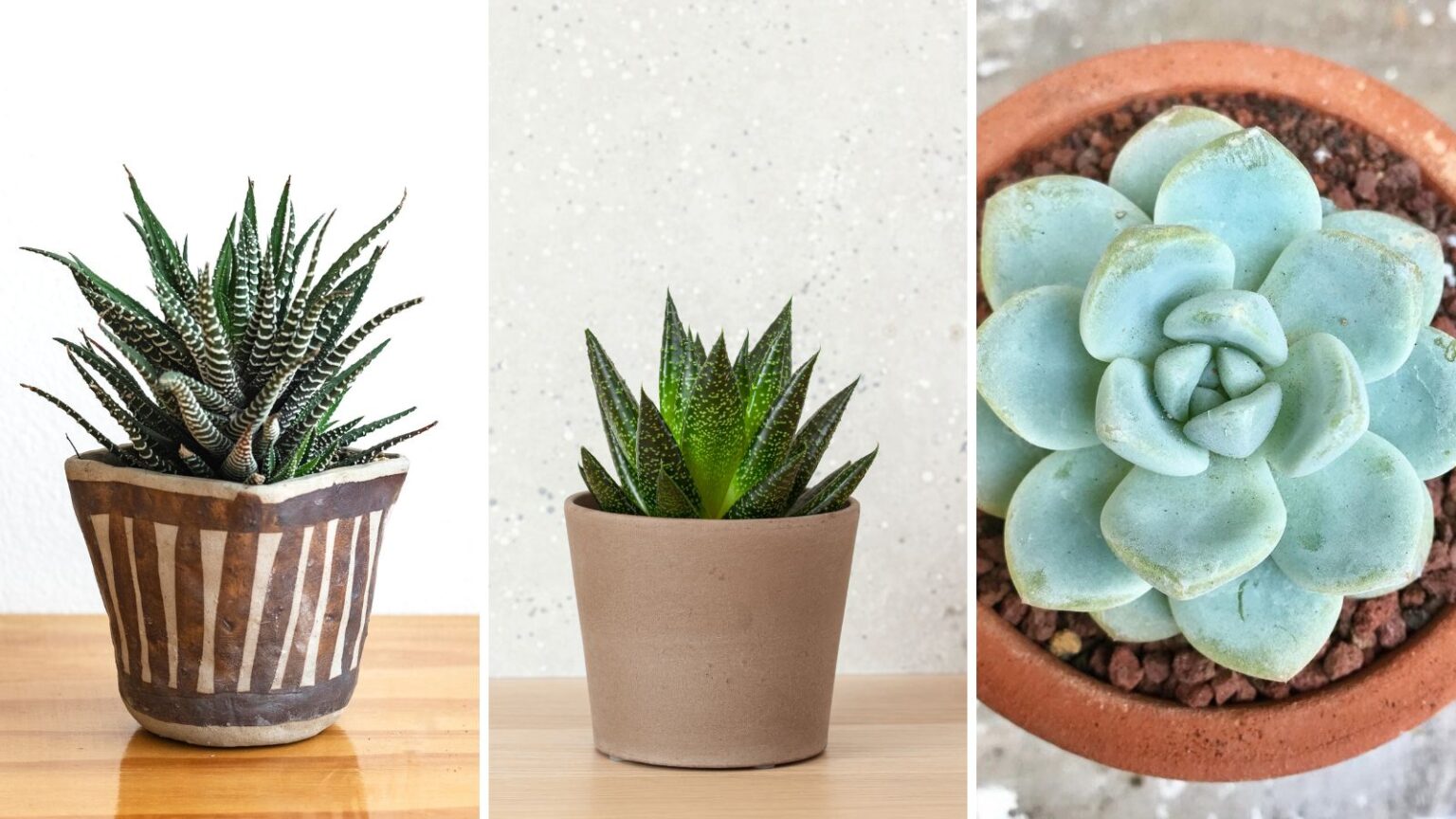 10 Best Low Light Succulents For Growing Indoors - Garden Beds