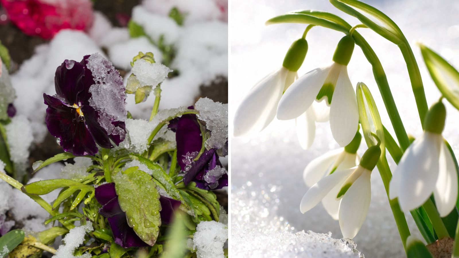  Frost-tolerant plants