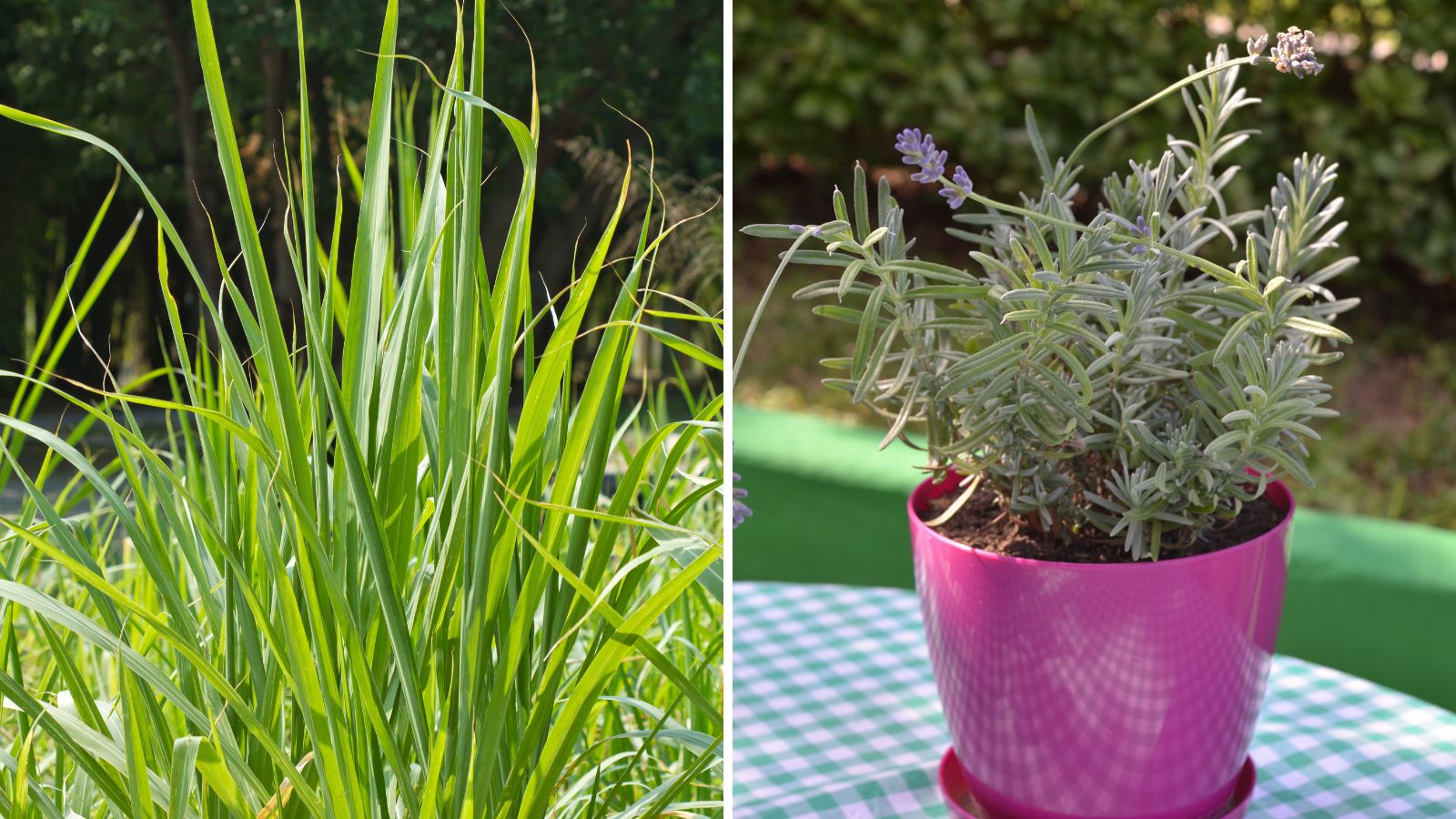 10 Mosquito Repelling Plants that Anyone Can Grow Garden Beds