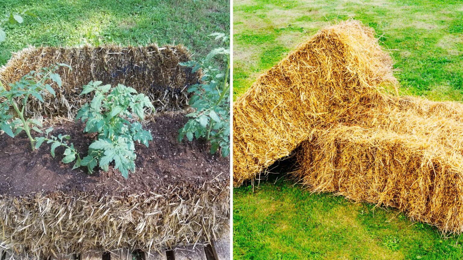 How To Plant A Straw Bale Garden So It Thrives Garden Beds