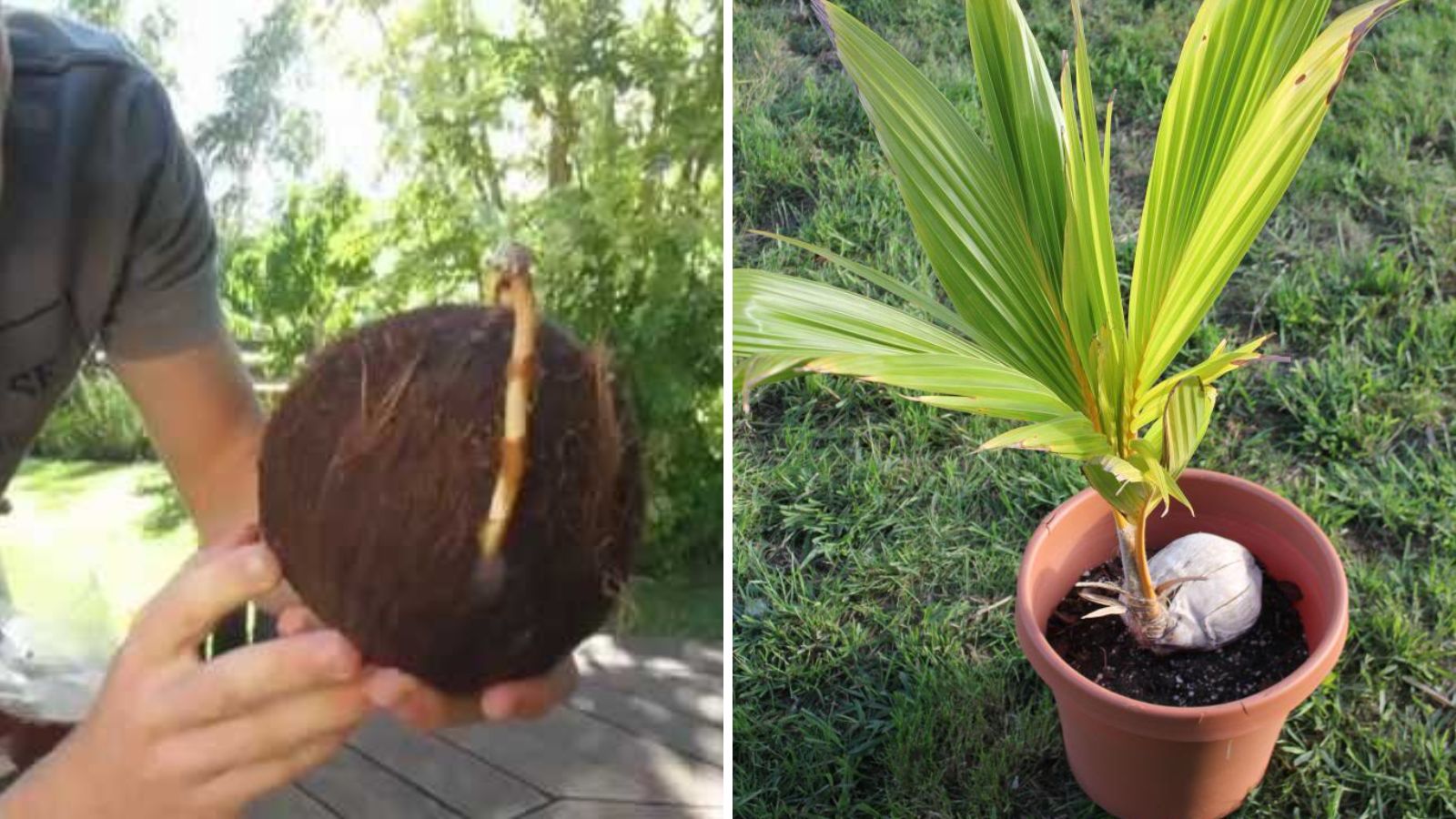 how-to-plant-and-grow-coconut-tree-garden-beds