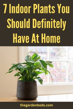 7 Indoor Plants You Should Definitely Have At Home - Garden Beds